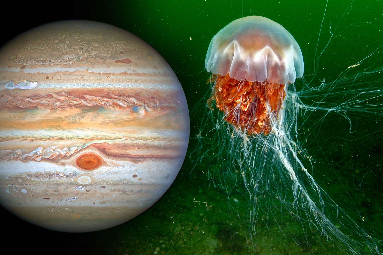 Killer alien jellyfish may be lurking in the water on Jupiter’s moon Killer alien jellyfish may be lurking in the water on Jupiter’s moon