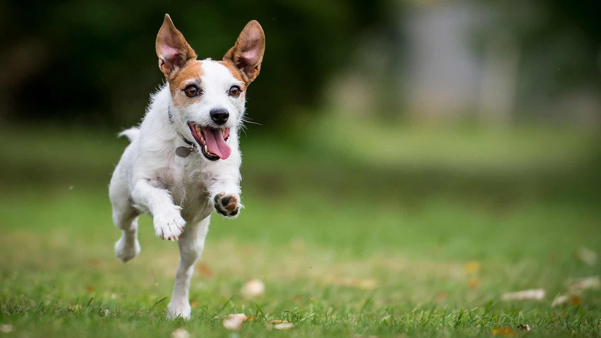Longest living dogs revealed – with one breed having life expectancy of nearly 13 years