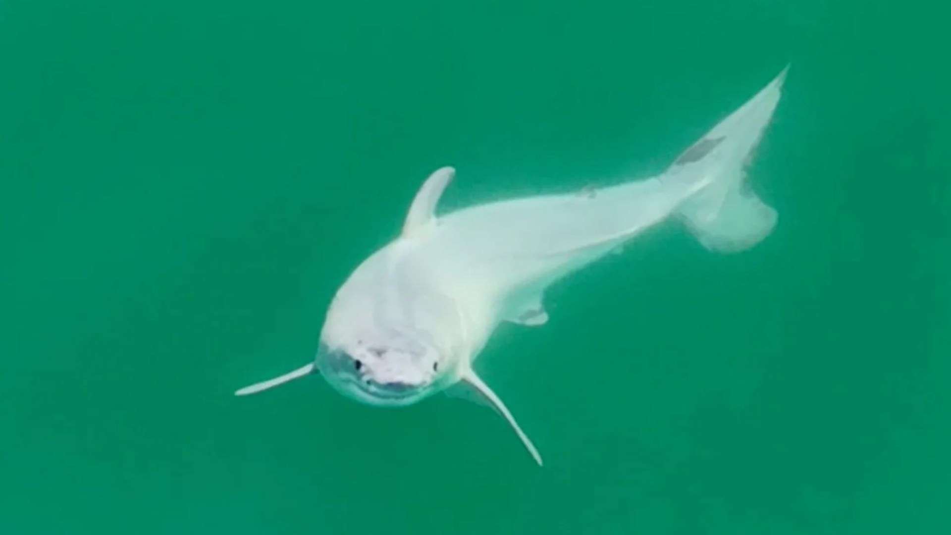 World’s FIRST pic of newborn great white shark in the wild is released…& hours-old ALL-white ‘pup’ stuns scientists World’s FIRST pic of newborn great white shark in the wild is released…& hours-old ALL-white ‘pup’ stuns scientists