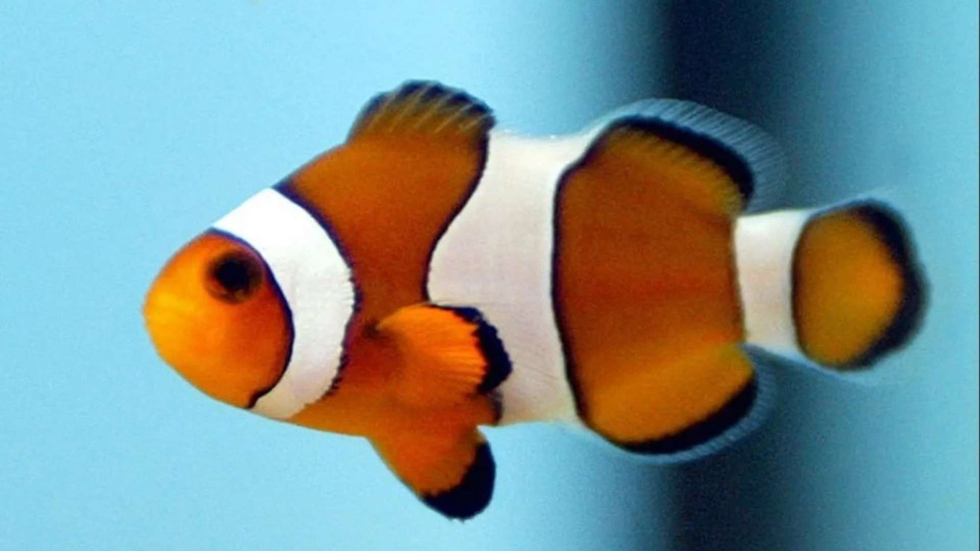 Clownfish can count to determine whether other fish are friend or foe, says study Clownfish can count to determine whether other fish are friend or foe, says study