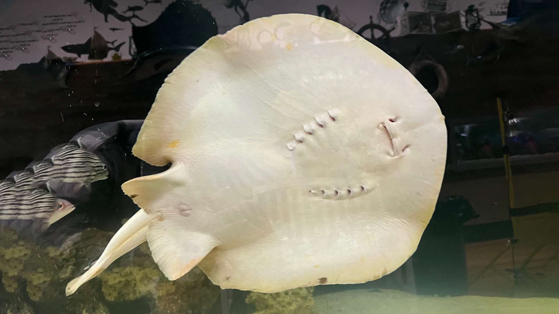 Pregnant stingray updates — Charlotte is not having ‘shark babies’ expert confirms and reveals reason it’s ‘impossible’