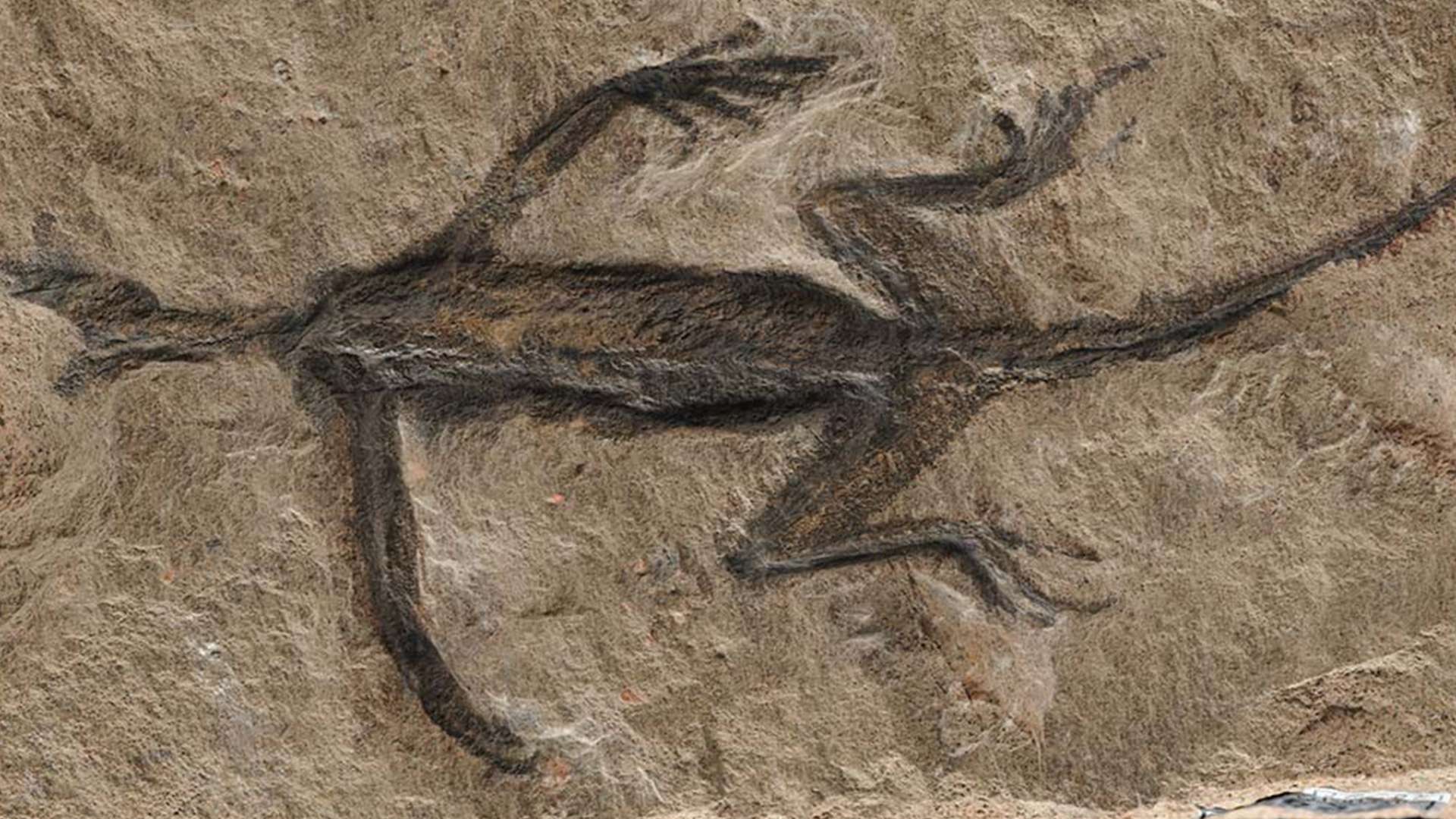 X-ray scan of ancient creature found as a fossil in 1931 reveals shocking secret behind mystery beast X-ray scan of ancient creature found as a fossil in 1931 reveals shocking secret behind mystery beast