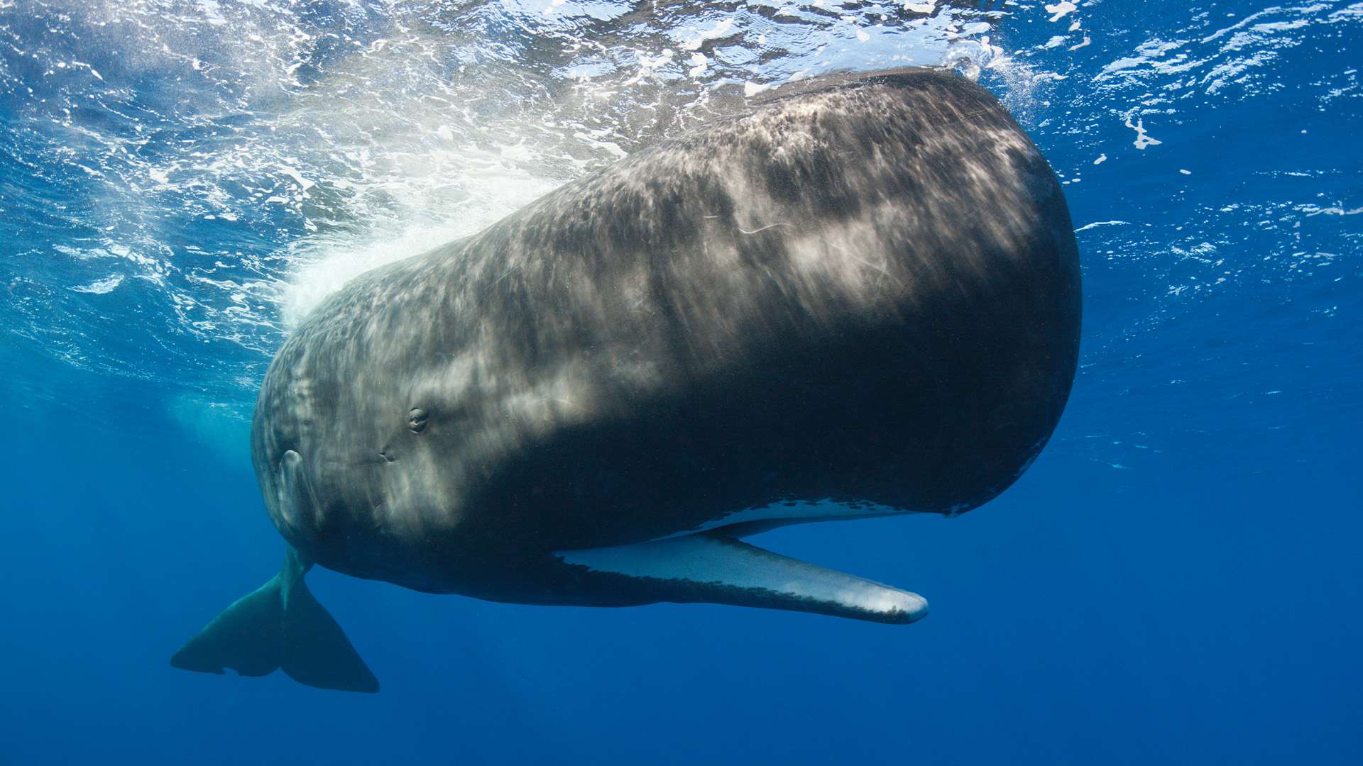 Sperm whales caught using devastating ‘poop attack’ in life-or-death battle with dozens of orcas in rare sighting Sperm whales caught using devastating ‘poop attack’ in life-or-death battle with dozens of orcas in rare sighting
