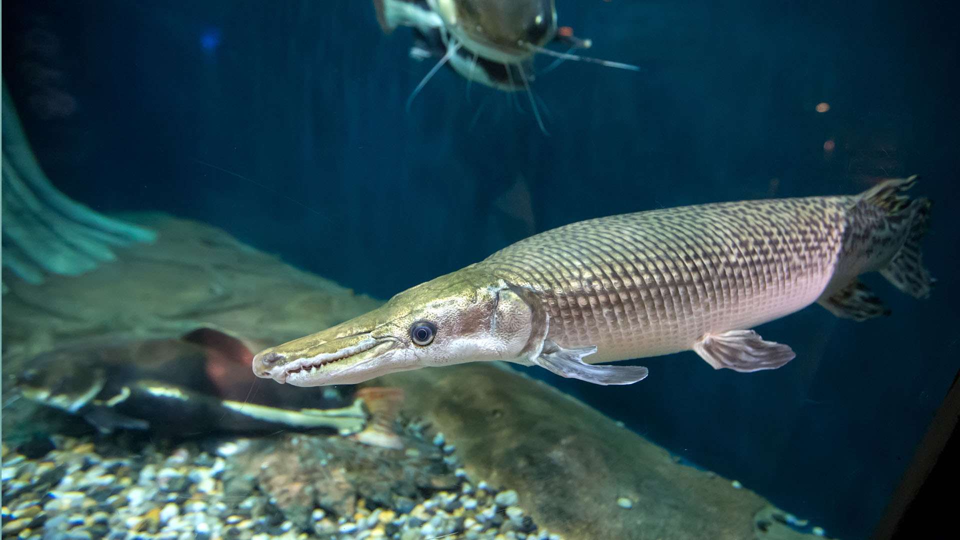Terrifying ‘living fossil’ that has survived for 150 million years has killer alligator-style jaw and lurks in US lakes Terrifying ‘living fossil’ that has survived for 150 million years has killer alligator-style jaw and lurks in US lakes