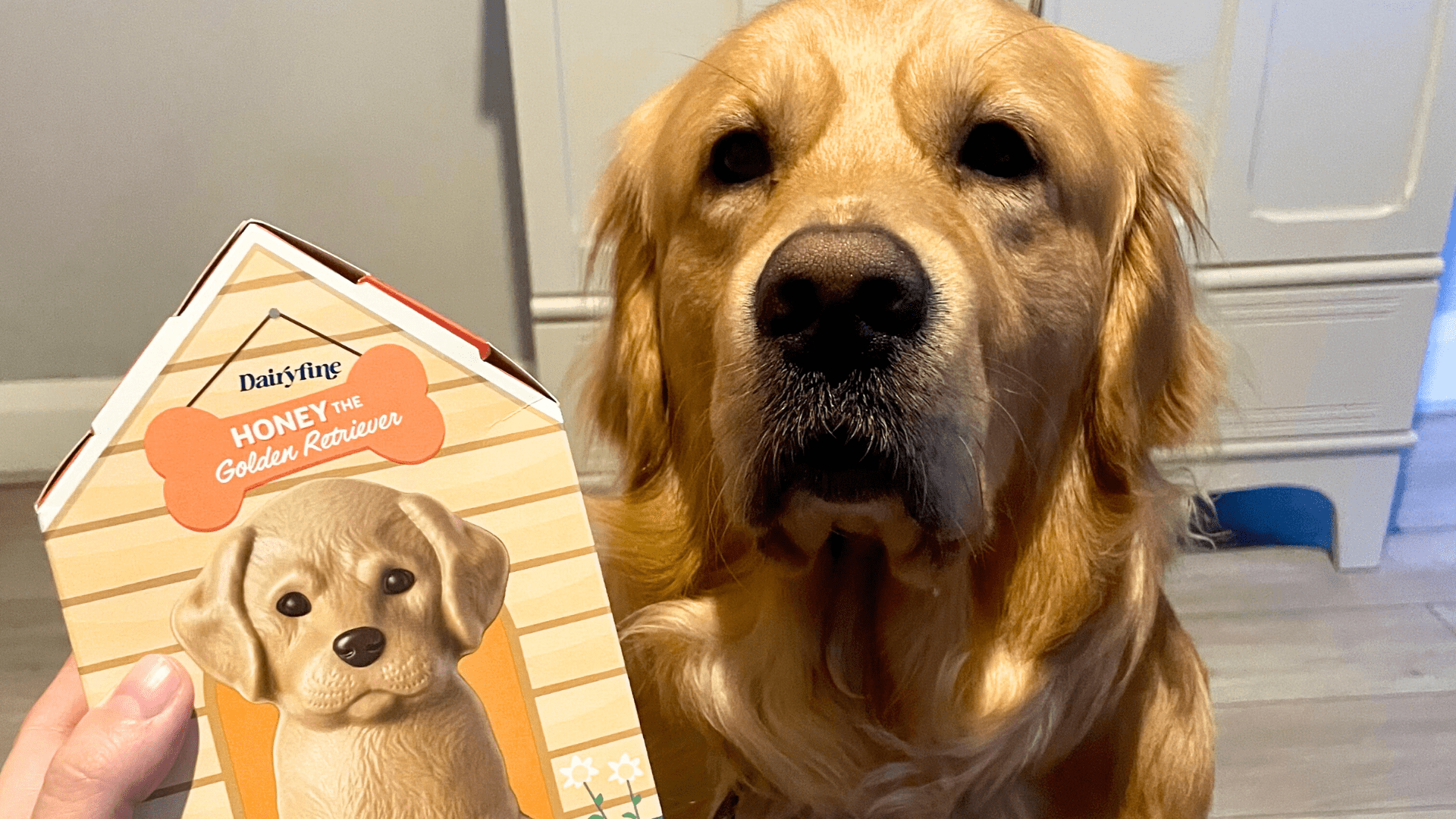 ‘Taste delicious’ gush pet lovers as they race to Aldi for adorable dog Easter eggs & they’re half the price of M&S