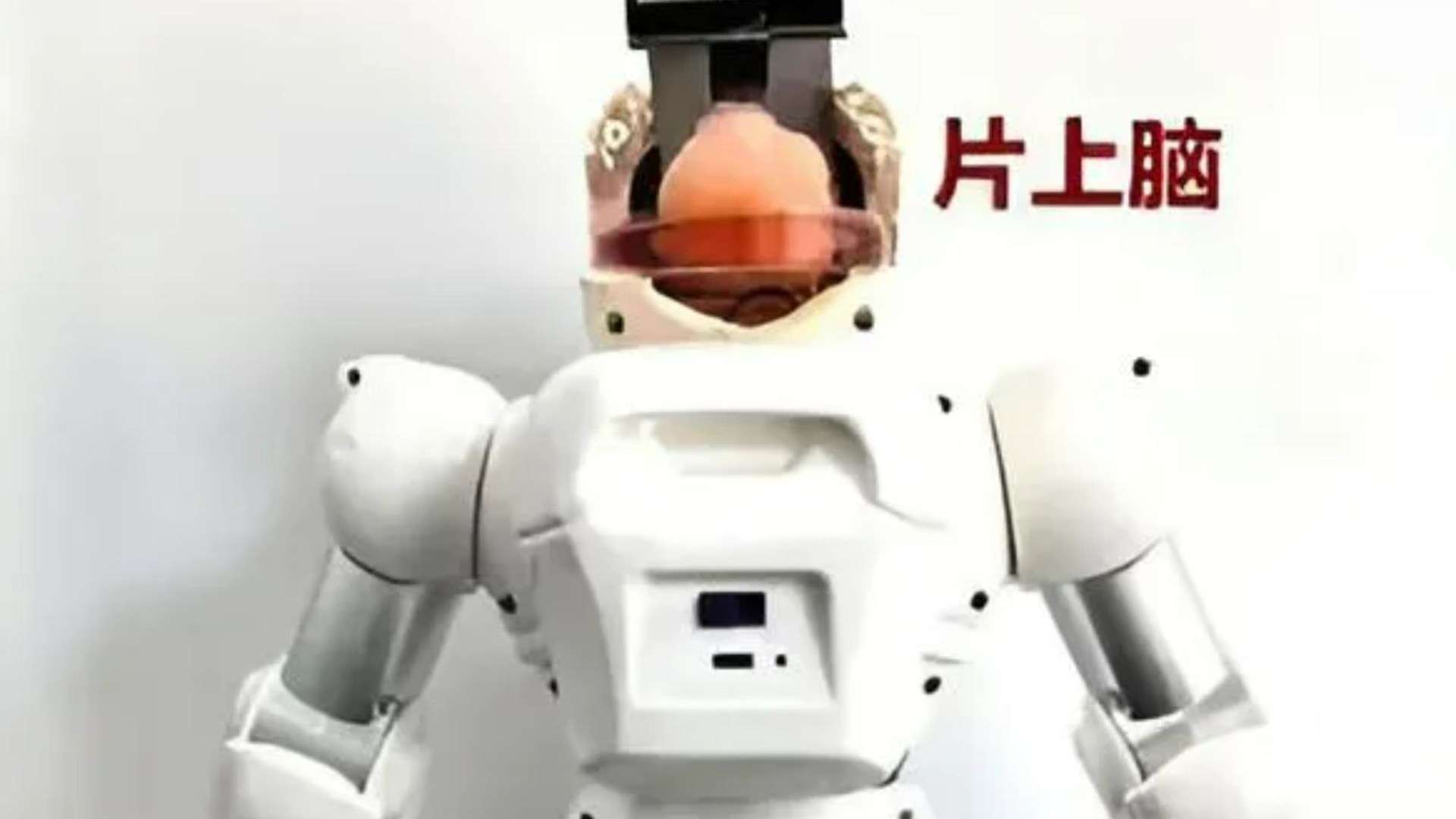 China builds robot with lab-grown HUMAN BRAIN dubbed ‘Organoid’ in Frankenstein experiment to create ‘hybrid machines’ China builds robot with lab-grown HUMAN BRAIN dubbed ‘Organoid’ in Frankenstein experiment to create ‘hybrid machines’