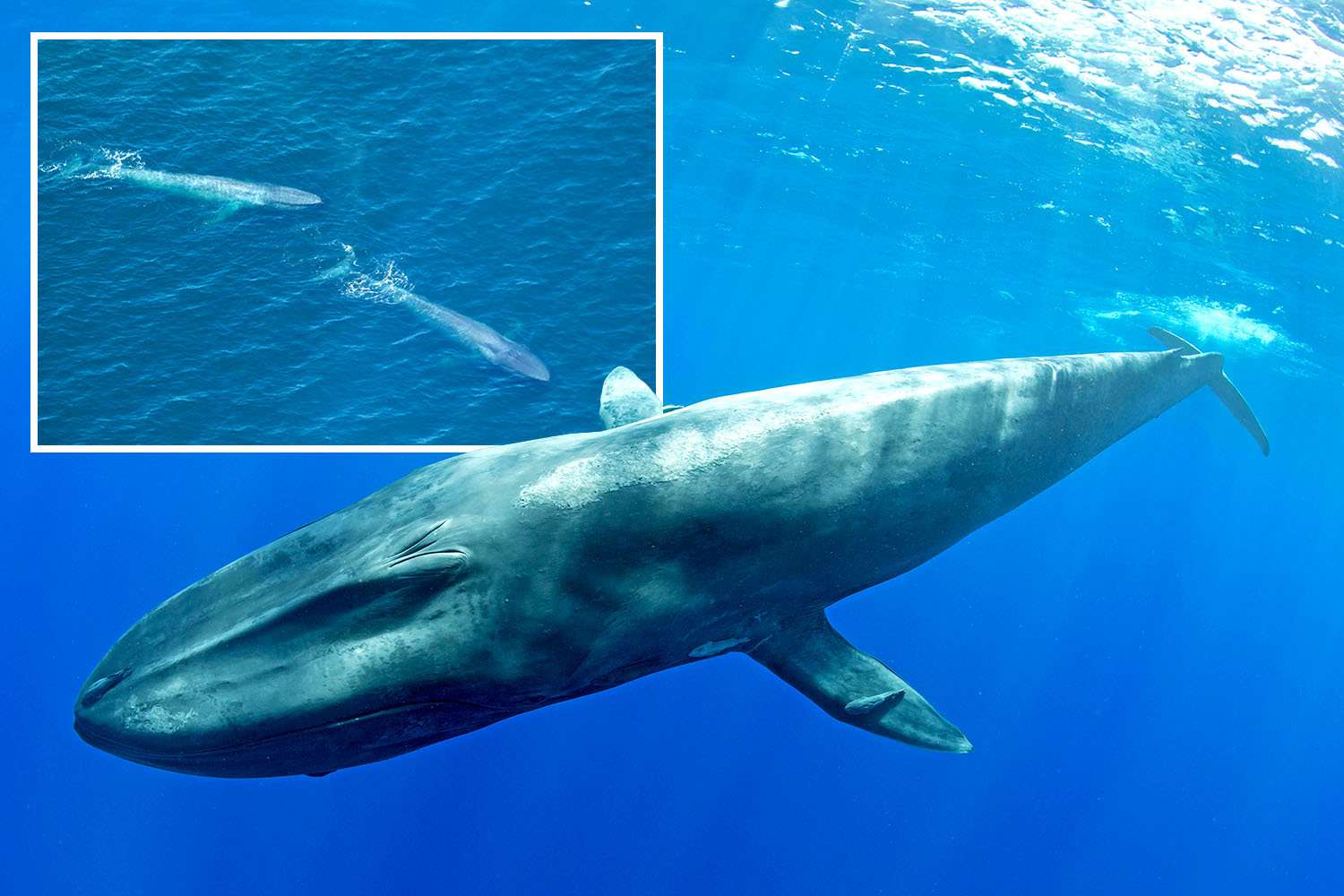 Rare footage reveals ‘intimate private lives’ of a blue whale nursing calf for the first time