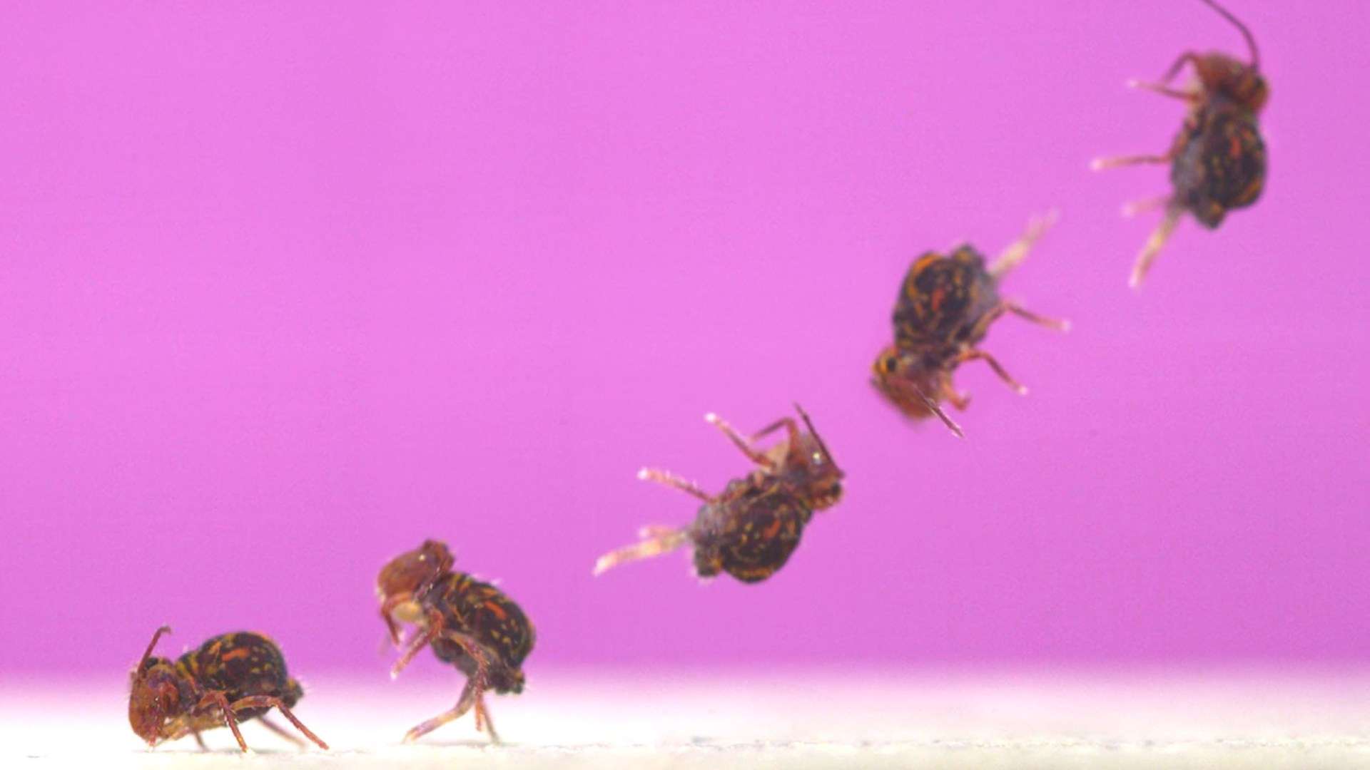 Move over Sonic – remarkable video shows tiny bug that performs the fastest backflips on Earth