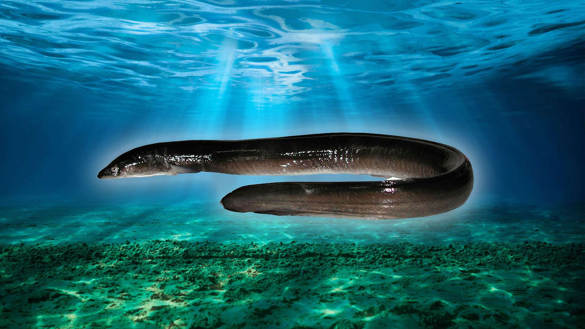 ‘Truly astonishing’ video reveals how Japanese eels escape from their predator’s stomach after being eaten alive