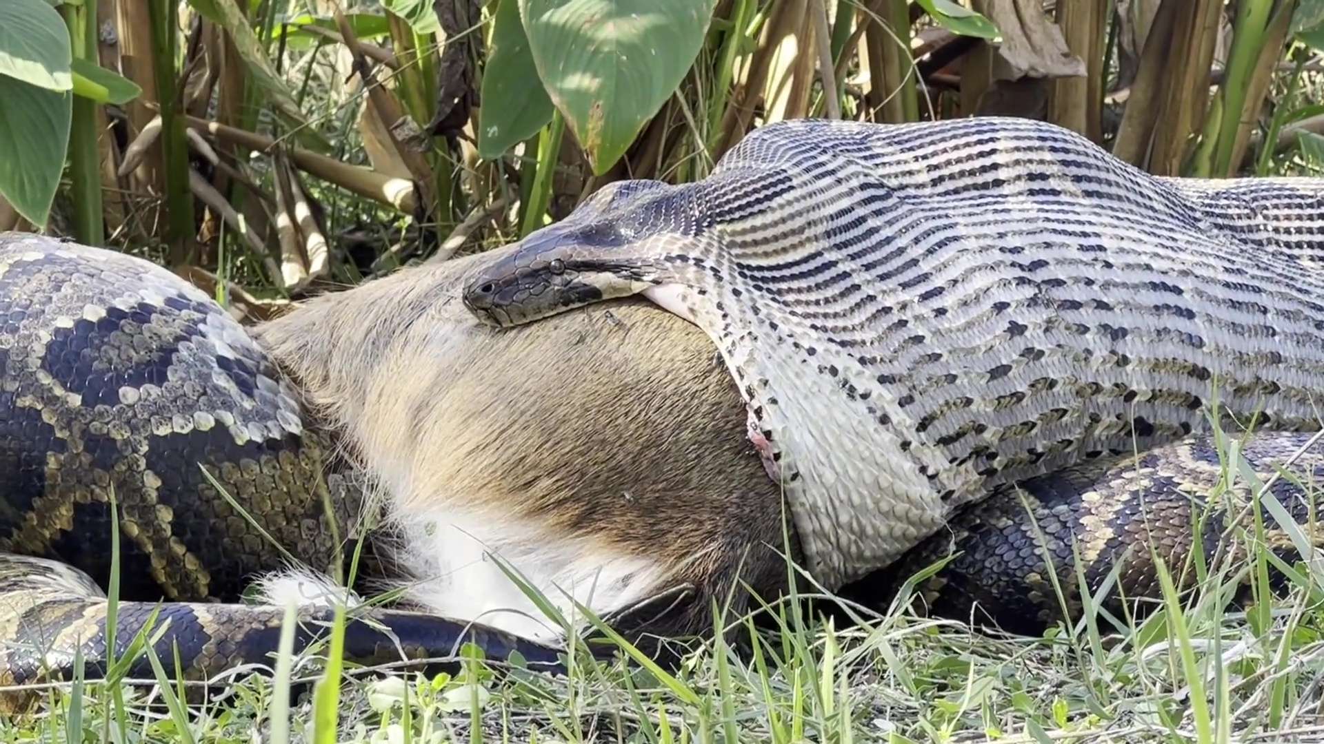 Wild moment 15ft Burmese python swallows entire deer whole and stretches its mouth to the limits Wild moment 15ft Burmese python swallows entire deer whole and stretches its mouth to the limits