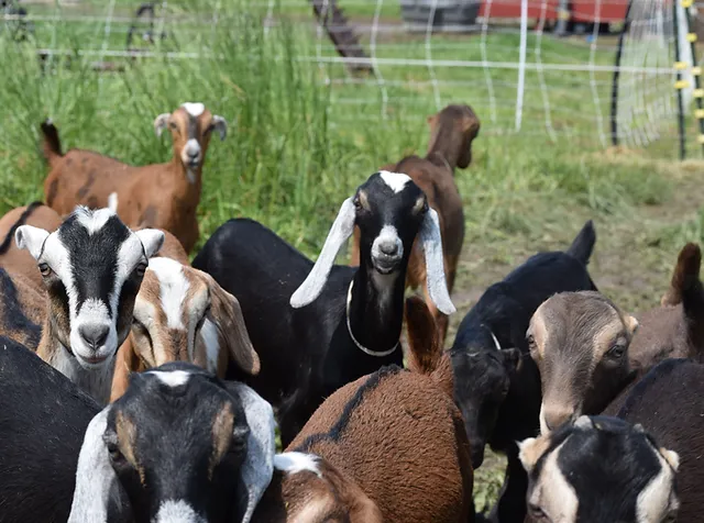 Forest department alert for poaching of 9 goats in Ilol of Himmatnagar taluka