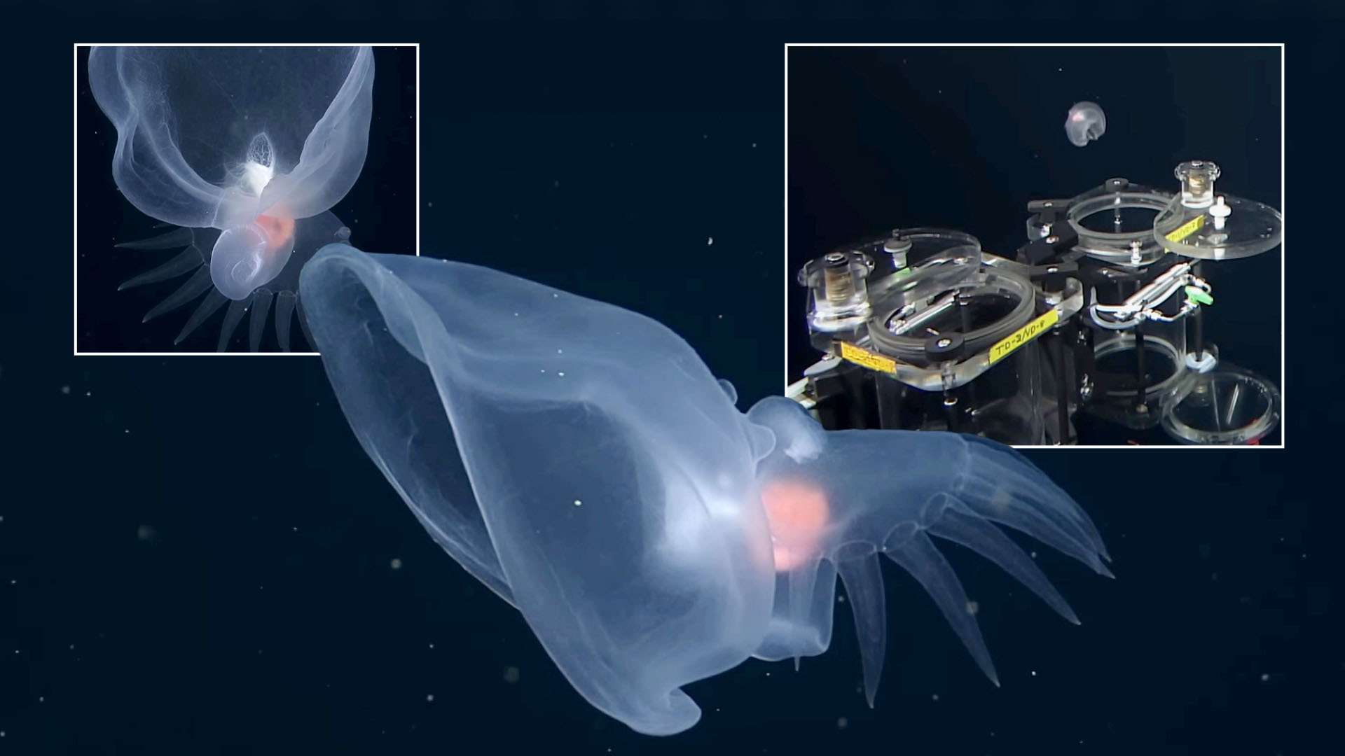 Ghostly see-through deep-sea SLUG is discovered by scientists with Venus fly trap mouth and bright organs