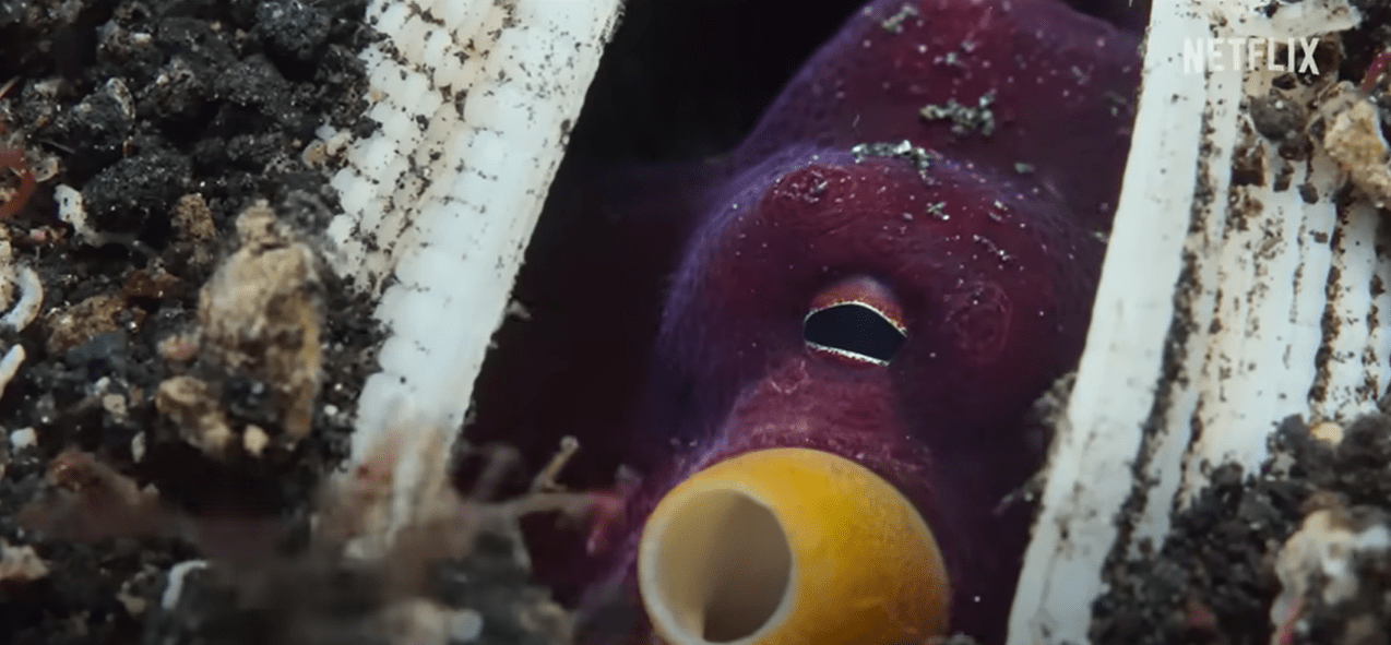 Octopus turns body part into a GUN and shoots fish with stones in remarkable ‘first’ ever footage from new Netflix doc