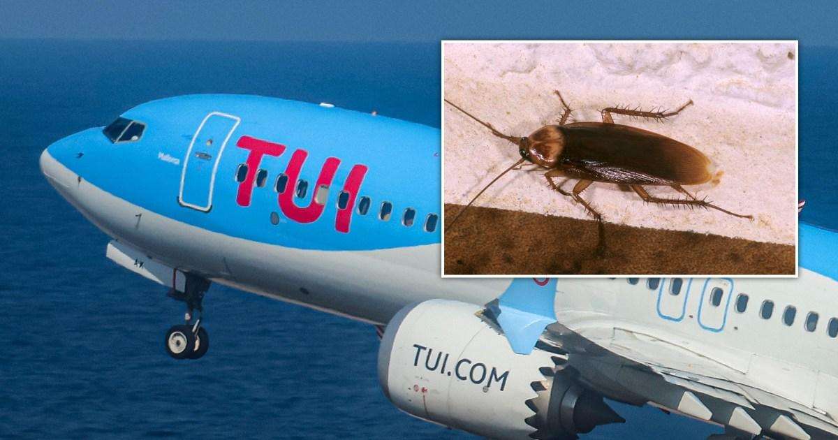 Passengers delayed for eight hours after ‘disgusting’ cockroaches found on TUI flight