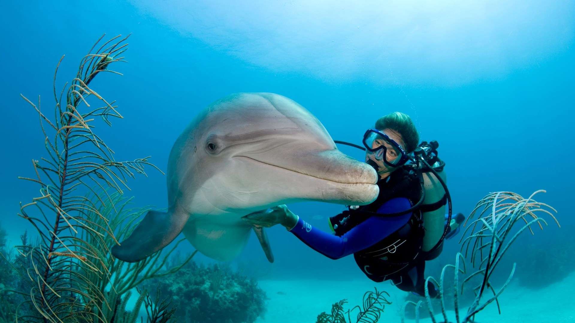 World’s saddest dolphin Delle recorded crying into empty ocean for YEARS because he’s so lonely
