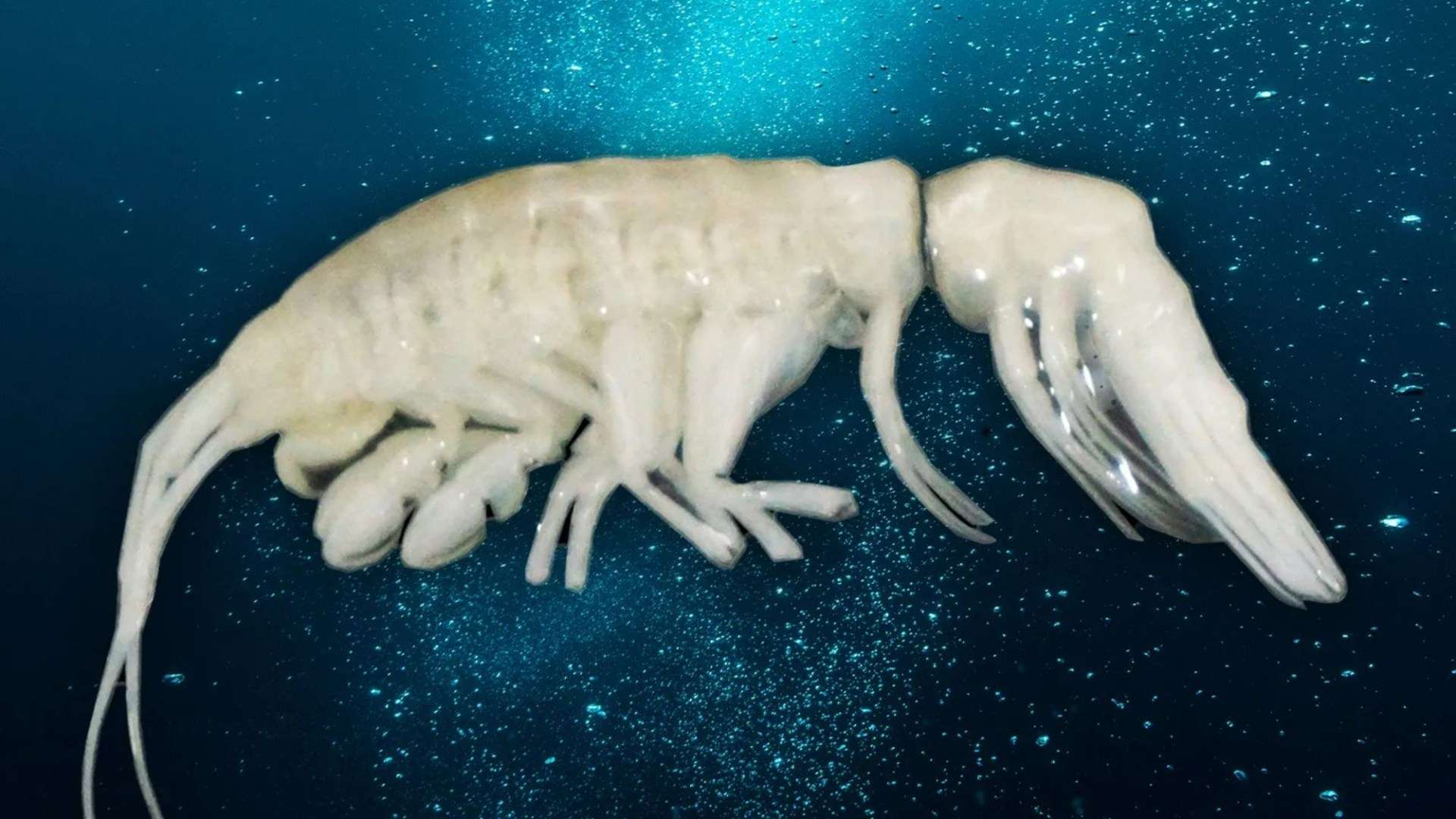 Alien-like deep sea predator lurking where few creatures dare to go discovered by scientists and given chilling name Alien-like deep sea predator lurking where few creatures dare to go discovered by scientists and given chilling name