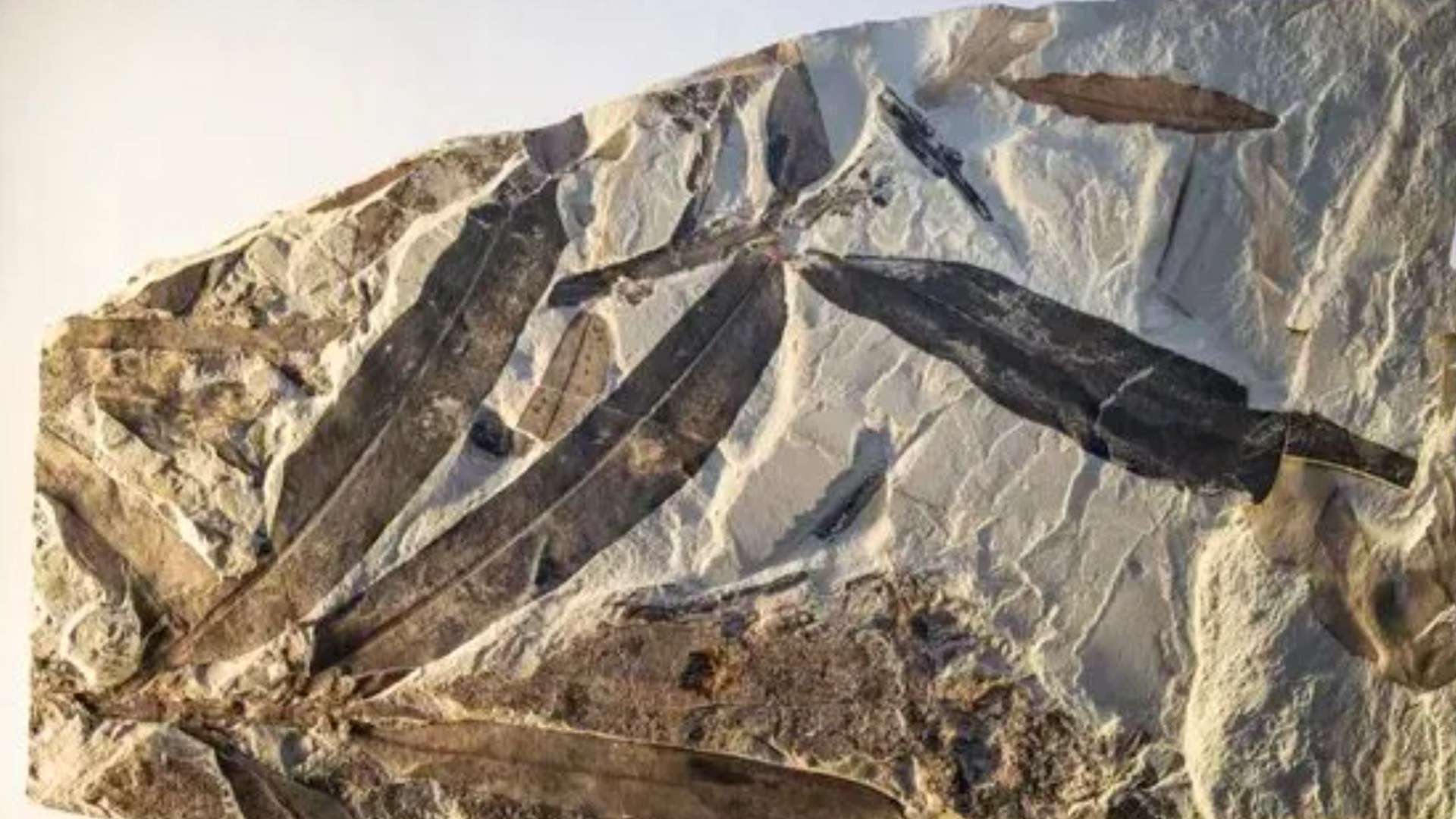 Incredible 47million-year-old fossil sheds new light on mystery ‘ALIEN plant’ – & it’s stranger than we first thought