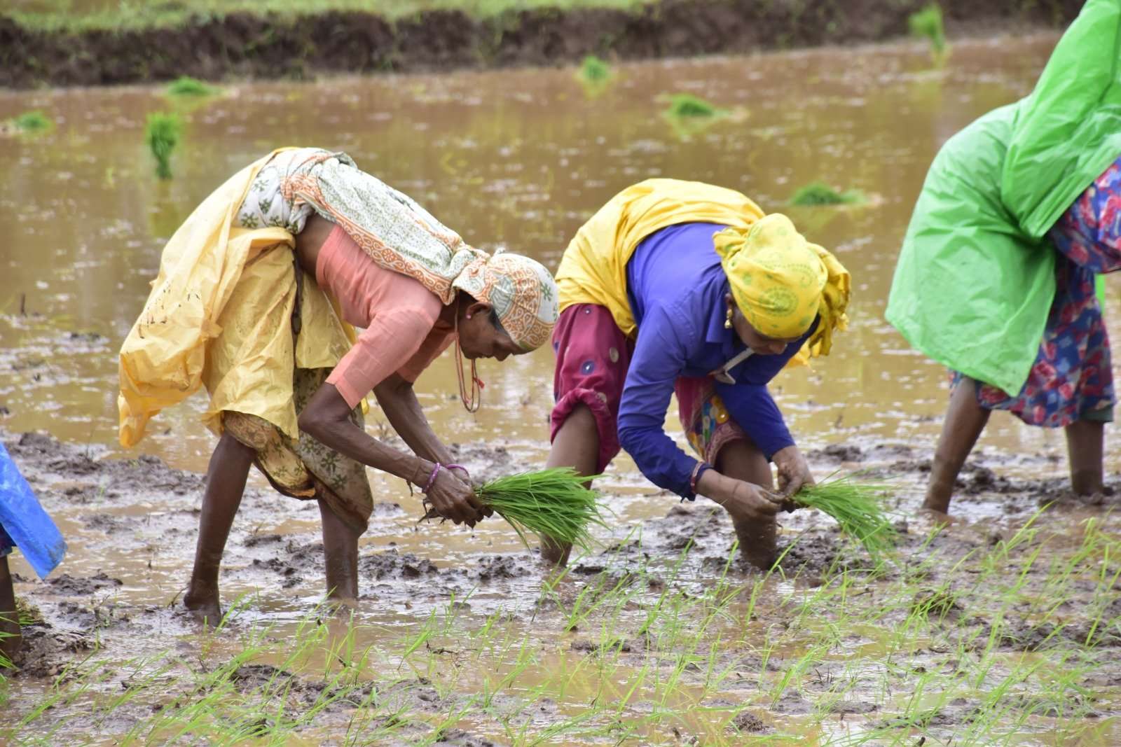 Relief paid to farmers affected by heavy rains in only one and a half months: Agriculture Minister Relief paid to farmers affected by heavy rains in only one and a half months: Agriculture Minister