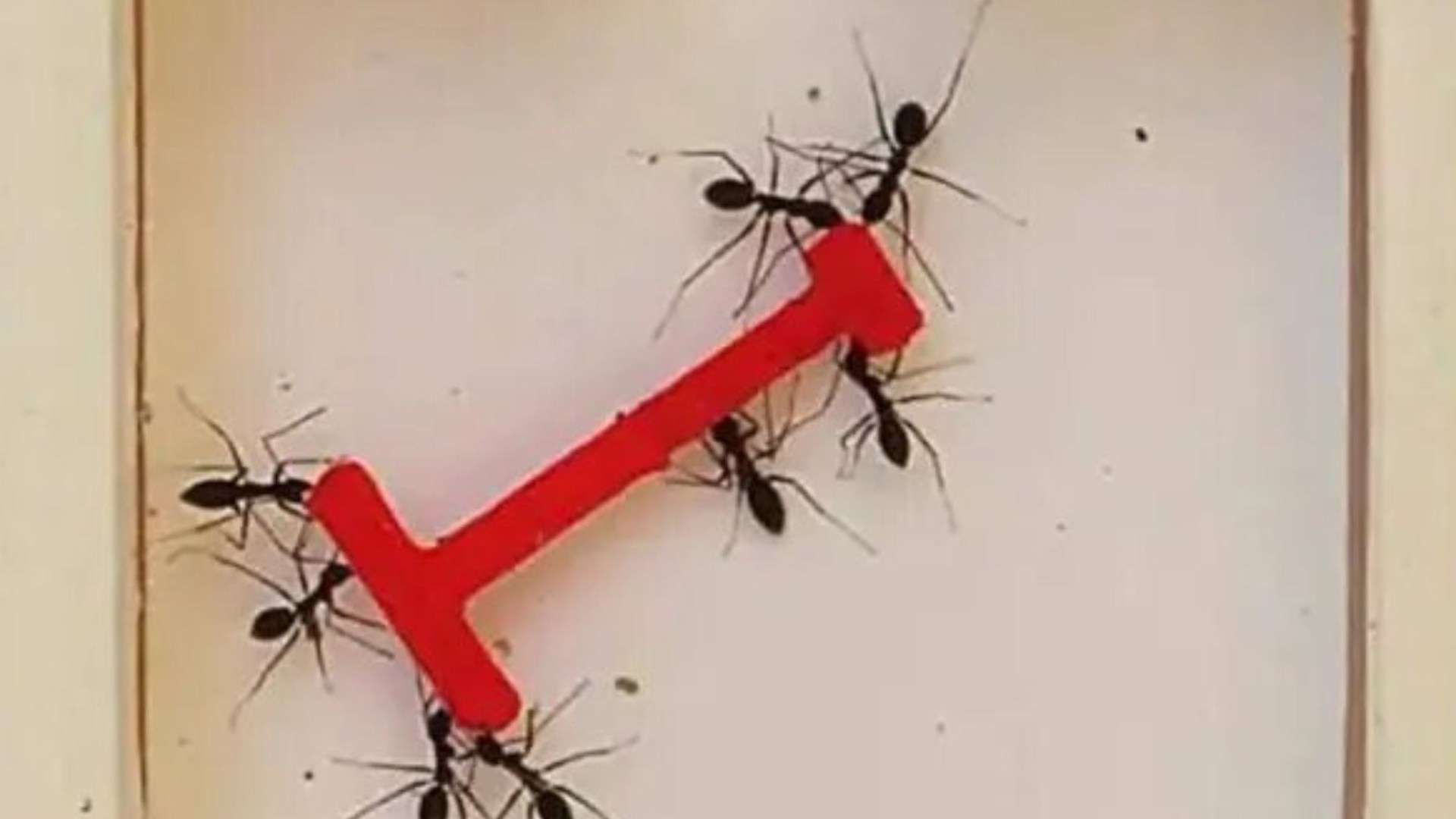 Watch incredible timelapse vid showing swarm of ants OUTSMART humans to solve fiendish puzzle first…can YOU work it out? Watch incredible timelapse vid showing swarm of ants OUTSMART humans to solve fiendish puzzle first…can YOU work it out?