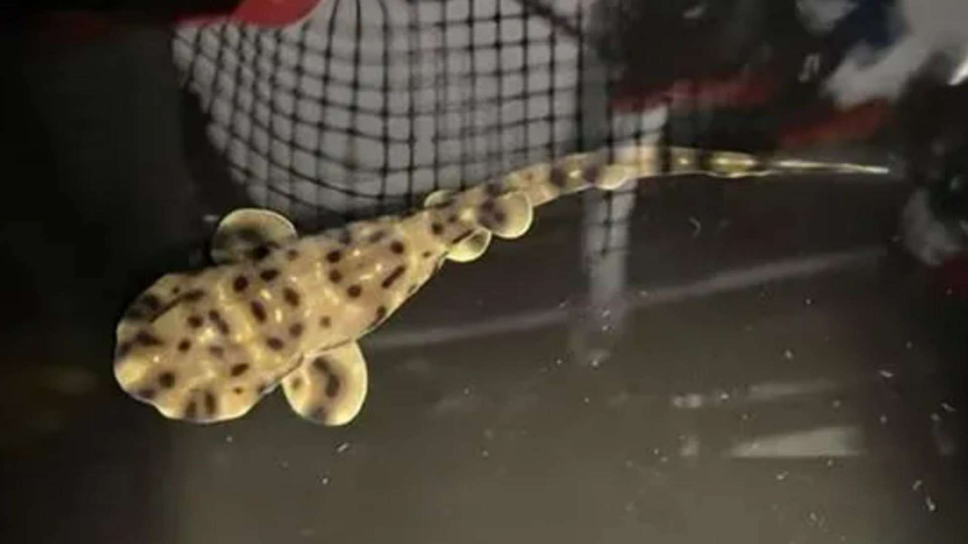 Shark welcomes baby pup despite living in tank WITHOUT males for 3 years – experts share bombshell ‘virgin birth’ theory