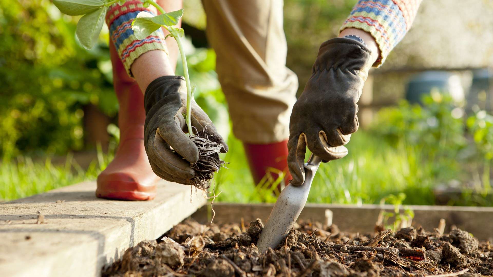 Gardening expert reveals the 3 vegetables to plant in February for an early spring harvest