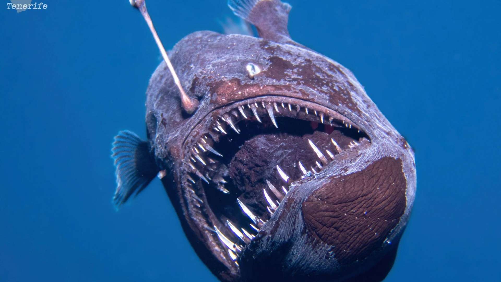 Watch as terrifying Devil Fish normally found in total darkness 6,000ft deep is filmed for FIRST time near hols island Watch as terrifying Devil Fish normally found in total darkness 6,000ft deep is filmed for FIRST time near hols island