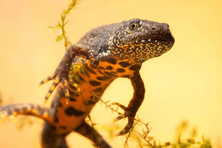 Bungling HS2 bosses have no clue how much taxpayers’ cash has been spent on luxury lodging for NEWTS Bungling HS2 bosses have no clue how much taxpayers’ cash has been spent on luxury lodging for NEWTS