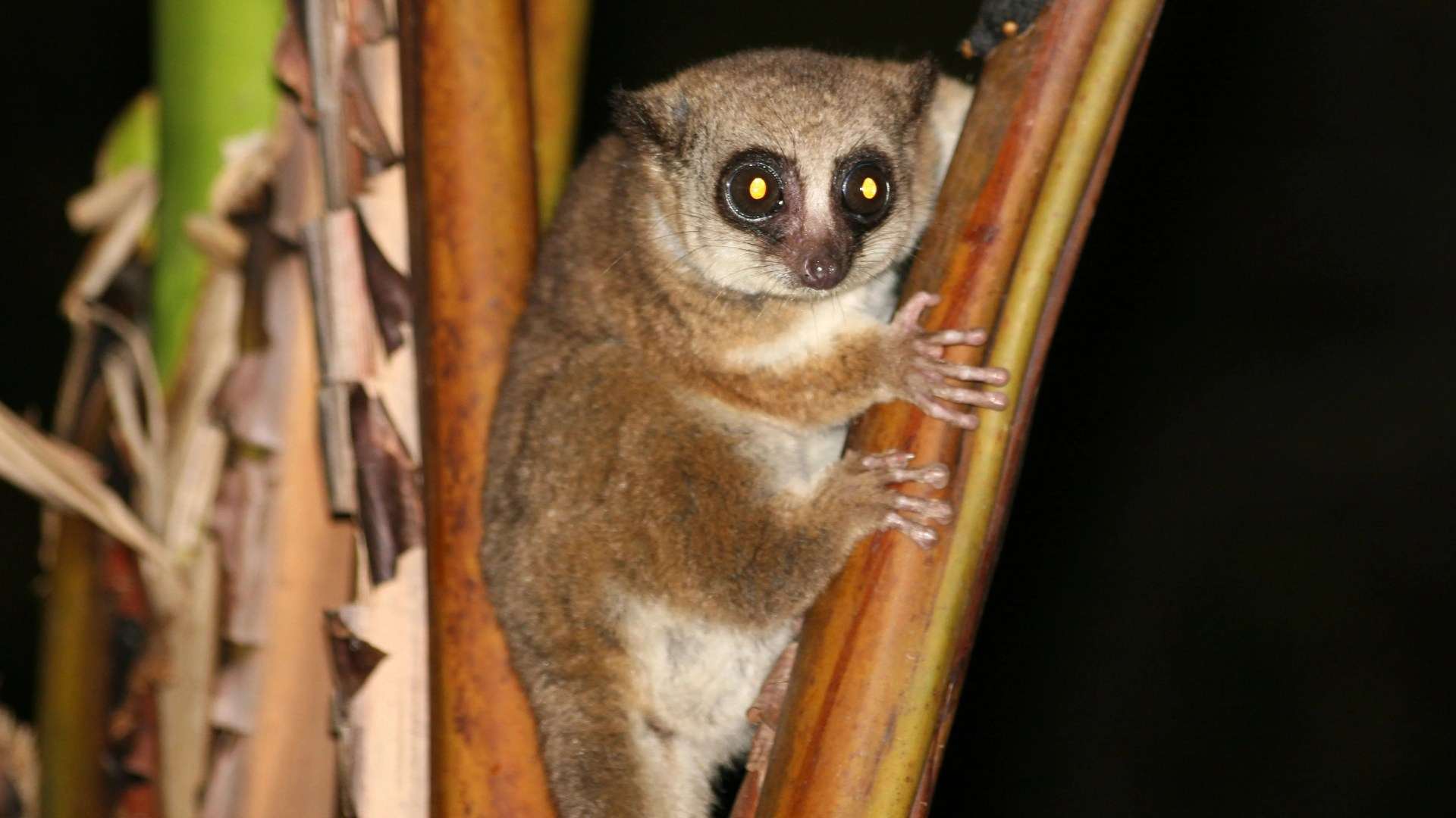 Lemurs’ secret trick to REVERSE ageing revealed that may help them live twice as long as other creatures their size
