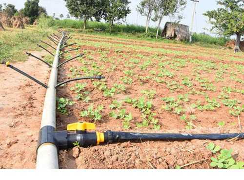 Banaskantha district first, Junagadh Second and Rajkot district third to adopt micro irrigation.