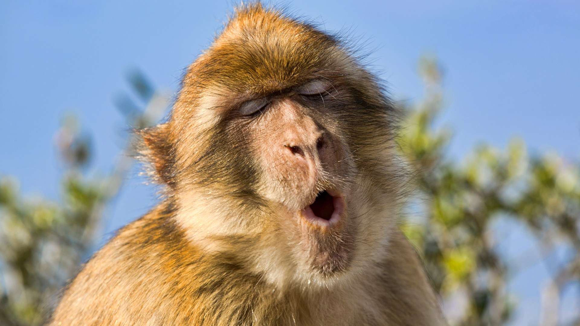 Monkeys revealed as undisputed kings of yodelling with frequency range 5 times greater than humans