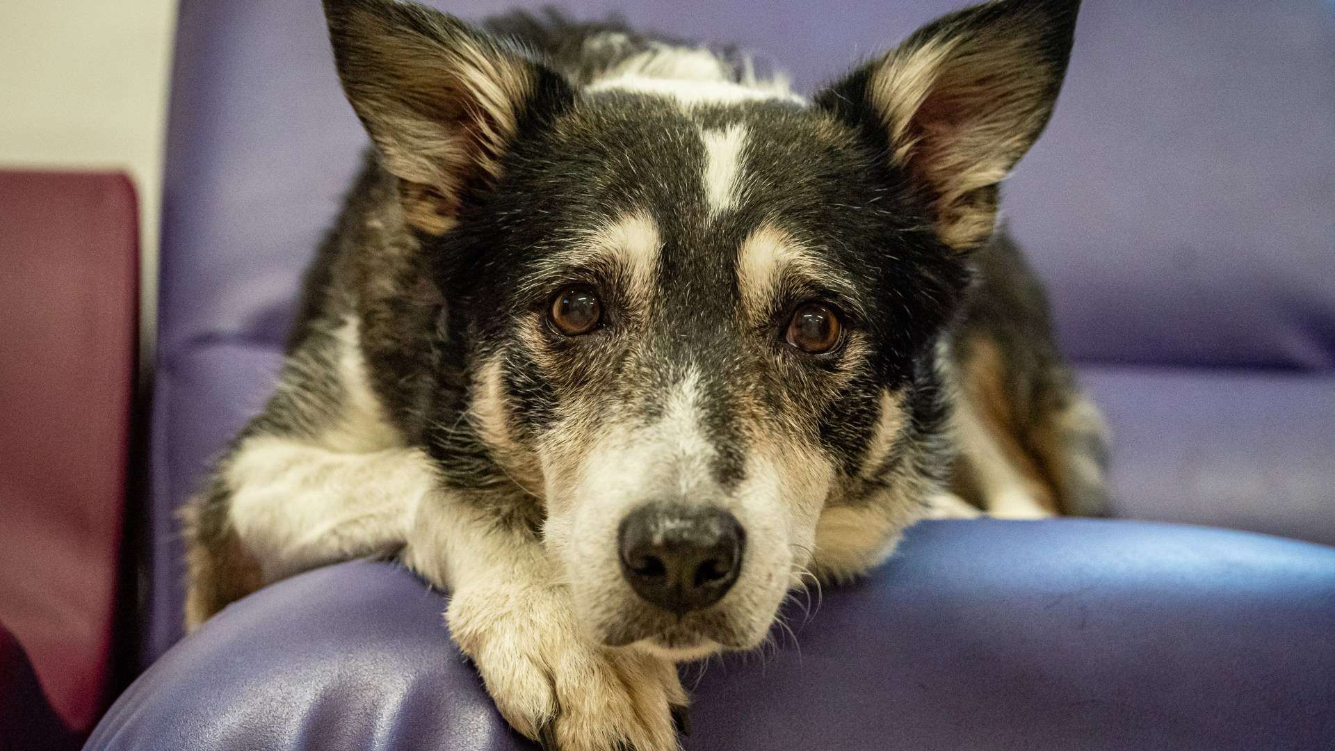 Ten worrying symptoms every dog owner should look out for this spring as vet issues urgent disease warning
