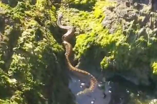 Urgent Easter holiday warning as poisonous snake spotted at UK beach hotspot with more to come as temperatures rise