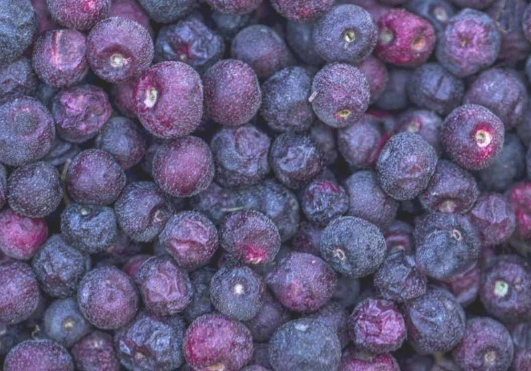 Wonderful Health Benefits of Falsa: Summer Health Treasure Wonderful Health Benefits of Falsa: Summer Health Treasure
